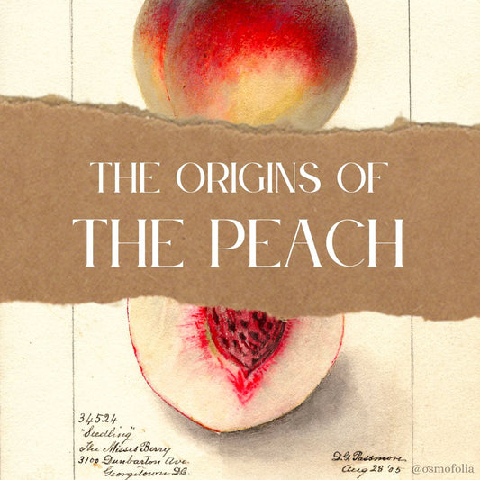 SCENT STUDY #2 — THE SCENT OF PEACHES